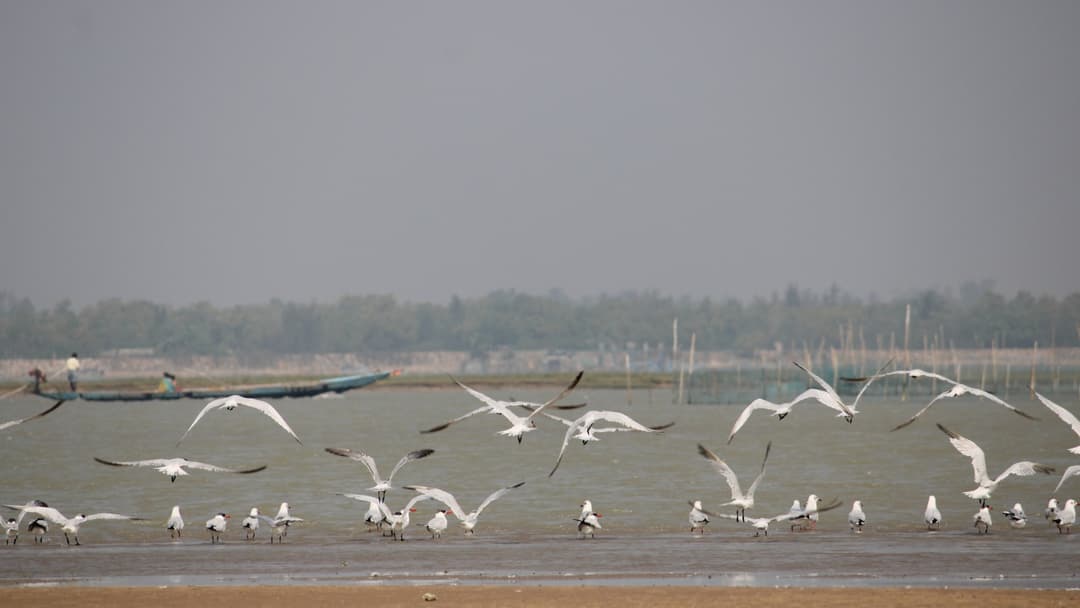 Chilika Lake