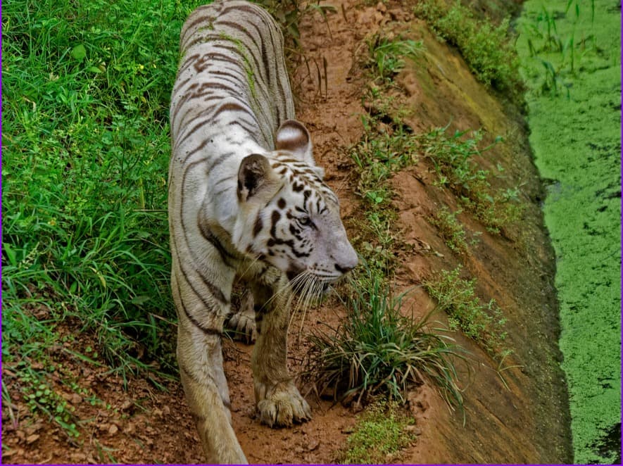 Nandankanan Zoological Park, Bhubaneswar